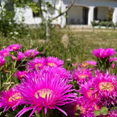 Ruia Holiday home Sant'Antonio di Gallura